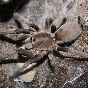 palawan blonde tarantula|Selenocosmia .